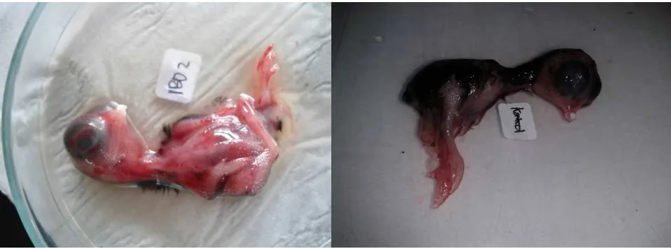Gambar 2: Embrio yang diinfeksi virus IBD lapangan teramati hemorhagie (A) dan embrio kontrol (B)