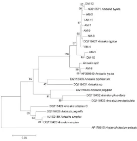 Gambar 3. Pohon Phylogeny dari sampel Anisakis pada penelitian ini dengan Anisakis lainnya pada region mtDNA-cox2