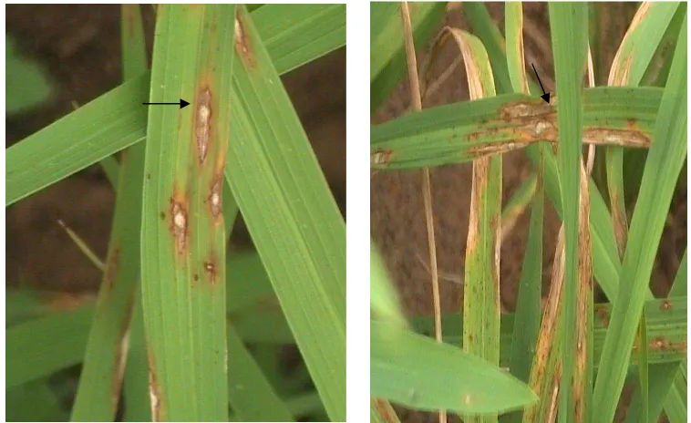 Gambar 3. Gejala serangan blas (Pyricularia grisea) pada daun padi gogo