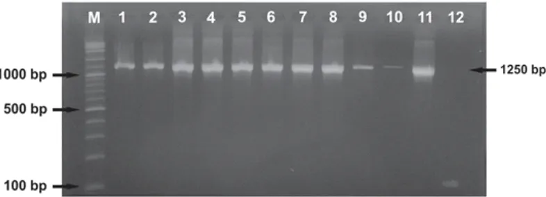 Gambar 1. Gel elektroforesis hasil PCR 23S rRNA (M= marker, sumuran 1-2 kontrol positif ATCC dan MRSA,  sumuran 3-11 isolat S