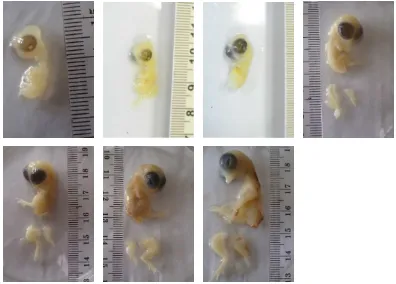 Gambar 1. Gambar embrio Ayam Jawa Super umur 12 sampai 69  jam (1-3 hari) yang diwarnai dengan larutan 