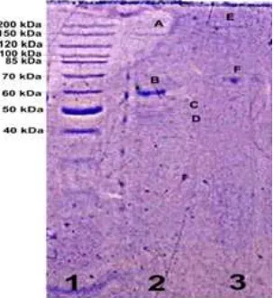 Gambar 2. Karakterisasi antibodi poliklonal yang diperoleh dengan penyuntikan AFM pada kelinci