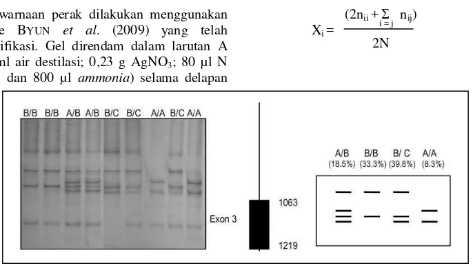 Gambar 2. Hasil visualisasi pita gen GH Exon 3 pada kambing algarvia melalui teknik  PCR-SSCP (MALVEIRO et al., 2001) 