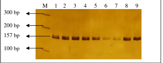 Gambar 3. Hasil amplifikasi gen  GH Exon 3  melalui teknik PCR  pada Gel Poliakrilamida 6% (M: marker 100 bp DNA) 