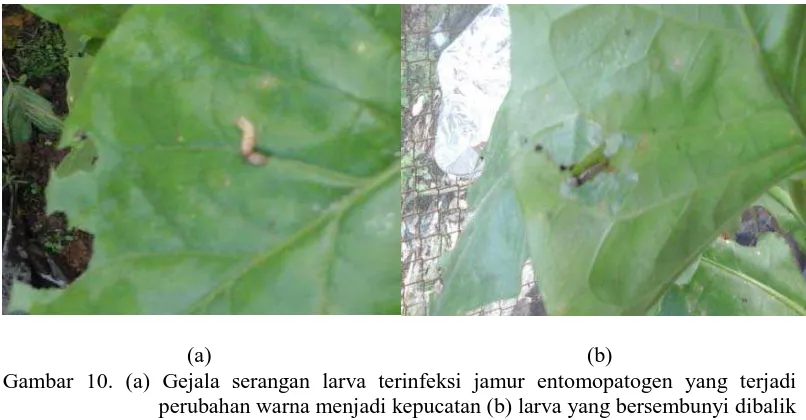 Gambar 10. (a) Gejala serangan larva terinfeksi jamur entomopatogen yang terjadi perubahan warna menjadi kepucatan (b) larva yang bersembunyi dibalik daun 