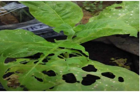 Gambar 11. Intensitas serangan tertinggi  Spodoptera litura pada tanaman tembakau Deli 