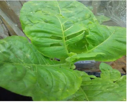 Gambar 12. Intensitas serangan terendah Spodoptera litura pada tanaman tembakau Deli 