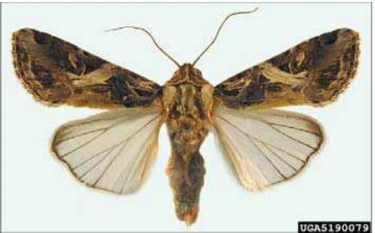Gambar 4. Ngengat  Spodoptera litura