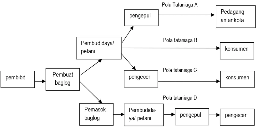Gambar 1. Pola Tataniaga Jamur Kuping Basah 