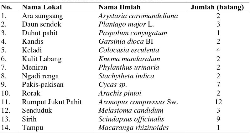 Tabel 1.Jenis Tumbuhan Bawah di Daerah Landai Nama Lokal 