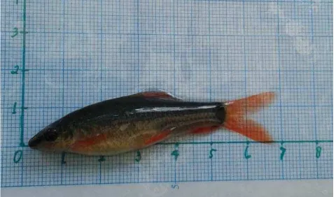 Gambar 2. Ikan Redfin (Epalzeorhynchos frenatum) 