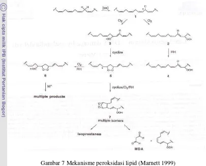 Gambar 7 Mekanisme peroksidasi lipid (Marnett 1999) 
