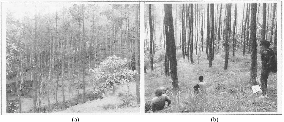 Gambar 2.  a). Kondisi tegakan pinus RPH Ngablak (getah < 4 g/pohon/3 hari) dan b). RPH Grabag (produksi                    getah > 15 g/pohon/3 hari), ditanam tahun 1981.