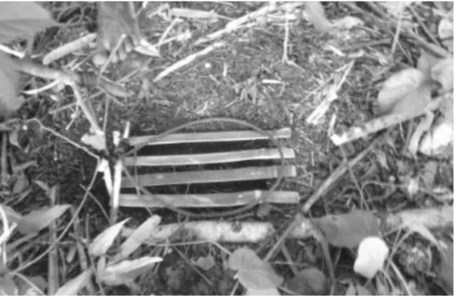 Gambar 1. Model jerat yang di gunakan menangkap satwa landak moncong panjang