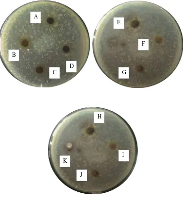 Gambar pengujian aktivitas antibakteri fraksi Pseudomonas aeroginosa 