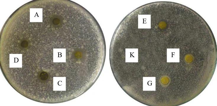 Gambar pengujian aktivitas antibakteri fraksi Staphylococcus aureus 