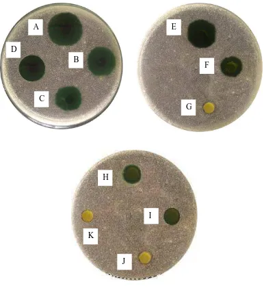 Gambar pengujian aktivitas antibakteri fraksi etilasetat daun sijukkot terhadap Escherichia coli 