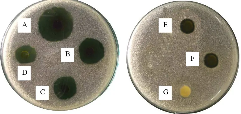 Gambar pengujian aktivitas antibakteri fraksi etilasetat daun sijukkot terhadap Lactobacilus acidophillus   