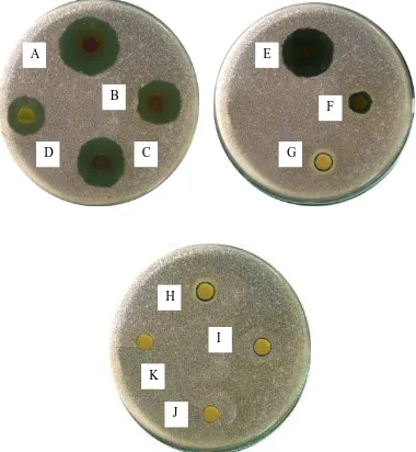 Gambar pengujian aktivitas antibakteri fraksi etilasetat daun sijukkot terhadap Pseudomonas aeroginosa  