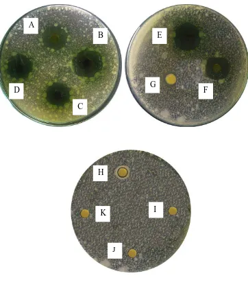 Gambar pengujian aktivitas antibakteri fraksi etilasetat daun sijukkot terhadap Staphylococcus aureus 