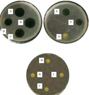 Gambar pengujian aktivitas antibakteri fraksi etilasetat daun sijukkot terhadap Vibrio cholera 
