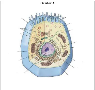 Gambar A  