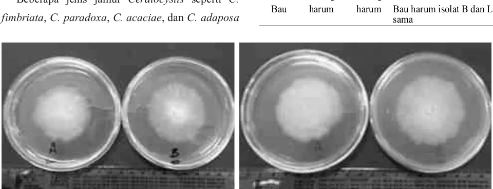 Gambar 1. Morfologi koloni jamur Ceratocystis                   sp. Isolat B dan L umur 7 hari pada media PDA, dari tegakanA