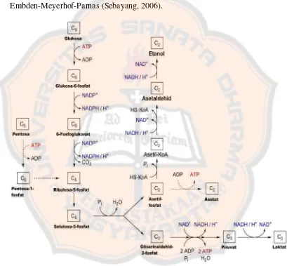 Gambar 1. Lintasan Embden-Meyerhof-Parnas (Anonim, 2014)