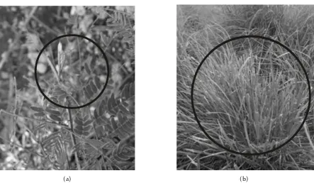 Gambar 2.  Perbedaan kenampakan fisik bekas makan rusa timor dan ternak kuda. Sedikit dan bagian pucuknya yang                      (b).Figure 2