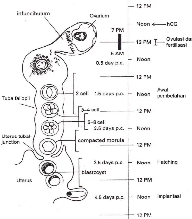 Gambar 1 Perkembangan embrio mencit tahap praimplantasi pada saluran reproduksi betina (Hogan et al