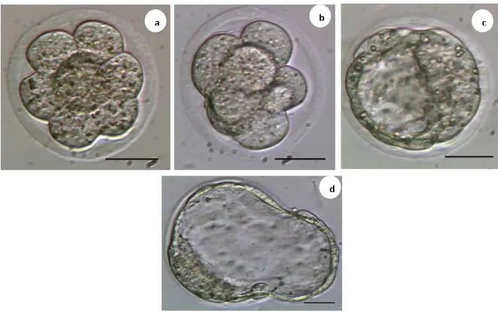 Gambar 3 Viabilitas dan perkembangan embrio setelah vitrifikasi pada tahap 8 sel: a.   viabilitas  embrio tahap 8 sel sebelum vitrifikasi, b
