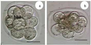 Gambar 5 Viabilitas blastomer setelah  vitrifikasi pada tahap 8 sel : a.  delapan blastomer hidup dari embrio tahap 8 sel, b