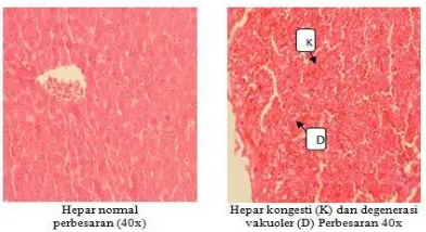 Gambar 3.  Histopatologi  hati tikus  