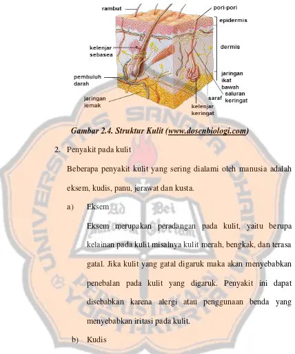 Gambar 2.4. Struktur Kulit (www.dosenbiologi.com) 