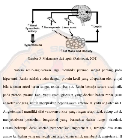 Gambar 3. Mekanisme aksi leptin (Rahmouni, 2001)