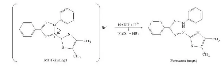 Gambar 2. Reaksi Reduksi MTT Menjadi Formazan (Mosmann, 1983)