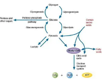 Gambar 2.3 Metabolisme karbohidrat 