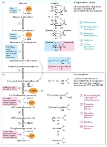 Gambar 2.5 Glikolisis 
