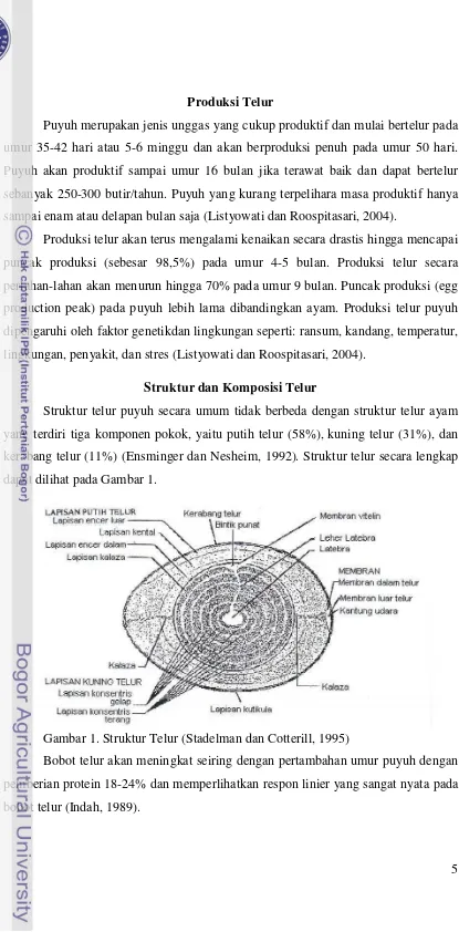 Gambar 1. Struktur Telur (Stadelman dan Cotterill, 1995) 