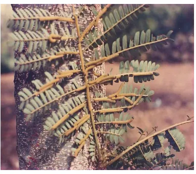Gambar 7  Ulat E. blanda yang menyerang daun sengon (koleksi pribadi  