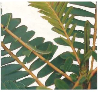 Gambar 10   Ulat E. hecabe  yang menyerang daun jayanti (Husaeni, 1987). 