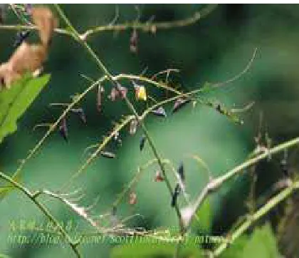 Gambar 11  Dampak serangan larva E. hecabe (Anonim, 2010b). 