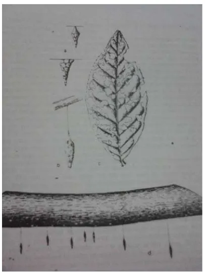 Gambar 12  Pteroma plagiophleps. a, ulat yang terbungkus dalam kantong; b, pupa; c, daun yang dimakan ulat kantong, d, kumpulan pupa pada batang sengon (Kalshoven, 1981)
