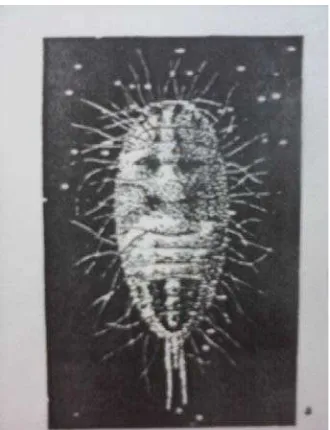 Gambar 14  Kutu dompol (Ferrisia virgata) (Kalsoven, 1981). 