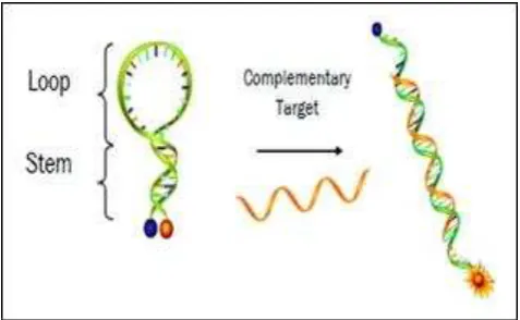Gambar 2 Fluoresensi molecular beacon jika bertemu target (Kim et al. 2008). 