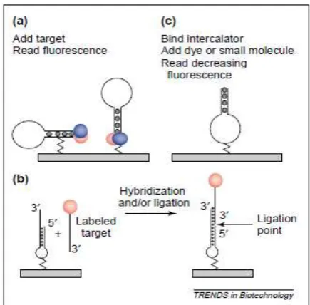 Gambar 3 Outline dari perbedaan aplikasi dari batang-loop  molecular beacon di dalam teknologi mikroarray: MB (a), sekuen-target dan deteksi mutasi (b), fluorescent intercalator displacement (c) (Broude 2002)