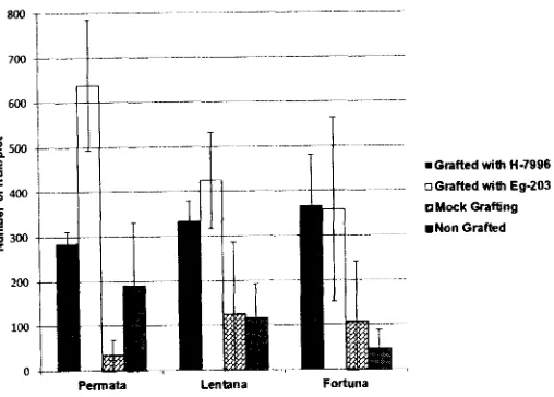 Fig. 4. Number of tomato fruit produced by grafted and non-grafted plants in a plot.