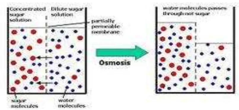 Gambar 4. Osmosis, hanya molekul-molekul pelarut yang dapat melewati membrane menuju larutan yang lebih pekat (Sumber: aas07.wordpress.com) 