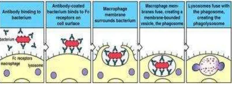 Gambar 5. Phagocytosis bakteri oleh sel darah putih (macrophage) (Sumber: http://people.rit.edu) 