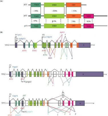 Gambar 2.7 Struktur gen p53, p63, p73. A. Perbandingan struktur protein p53, p63 dan p73